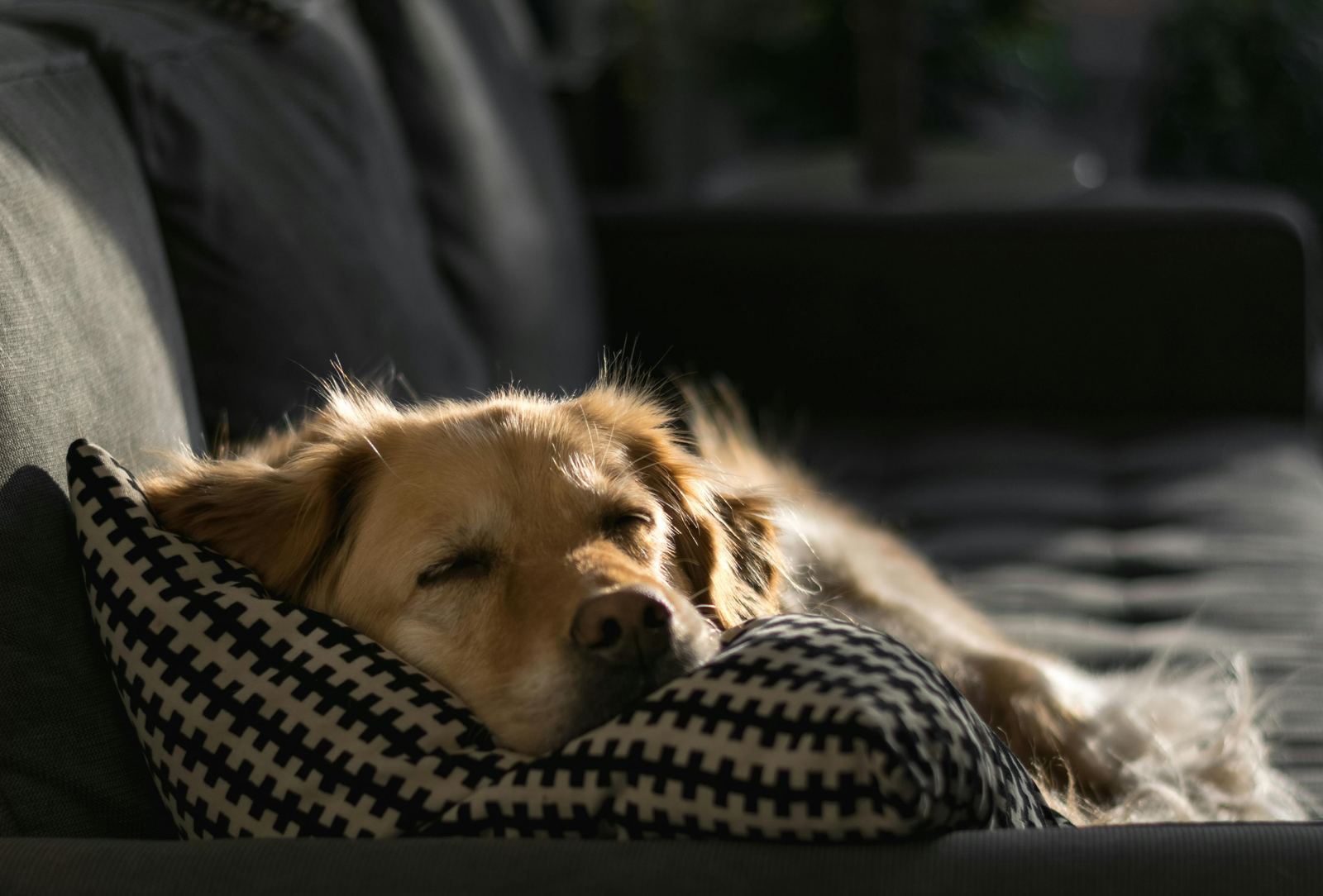 A dog resting peacefully on a pillow, bathed in warm light