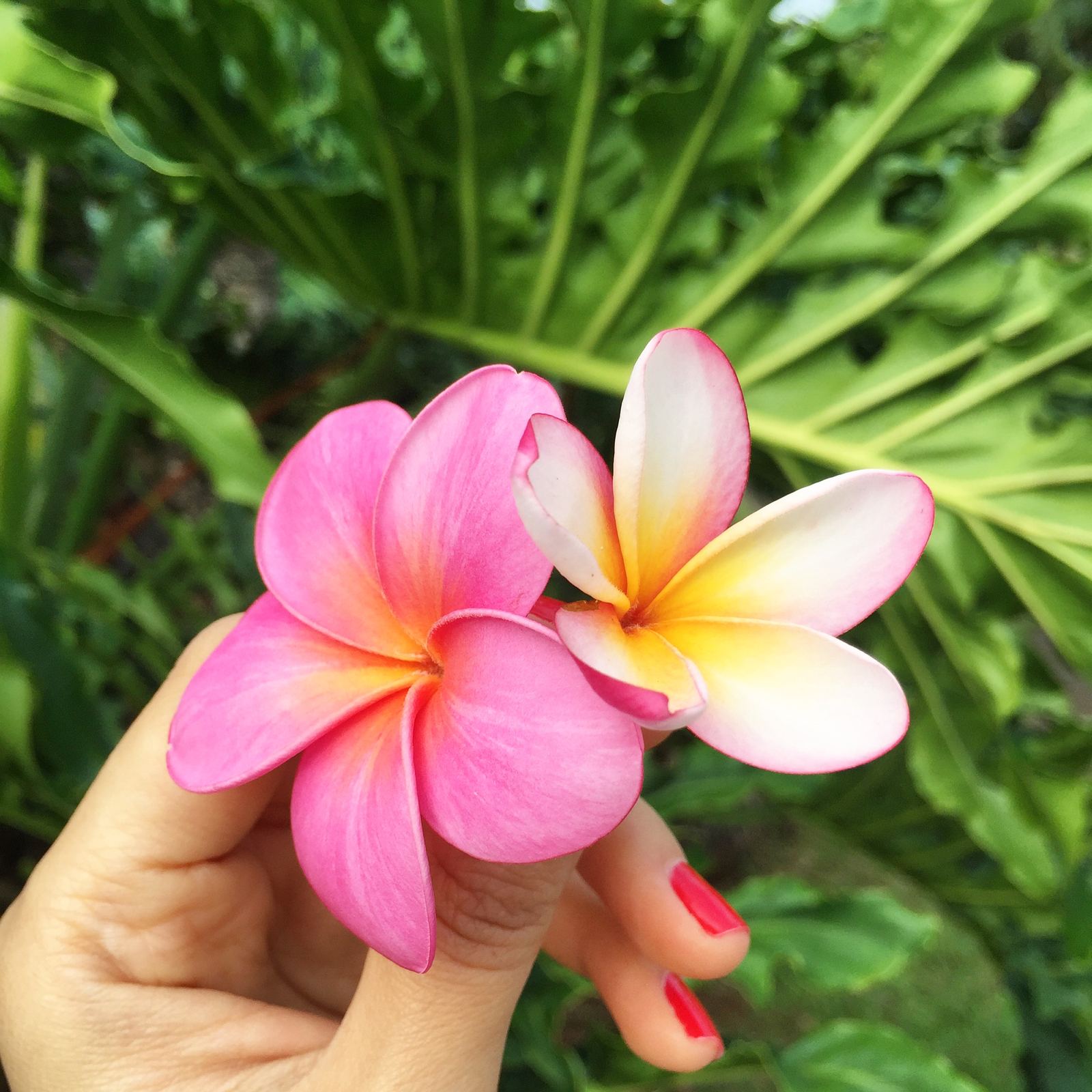Pā'ia town on Maui's North Shore