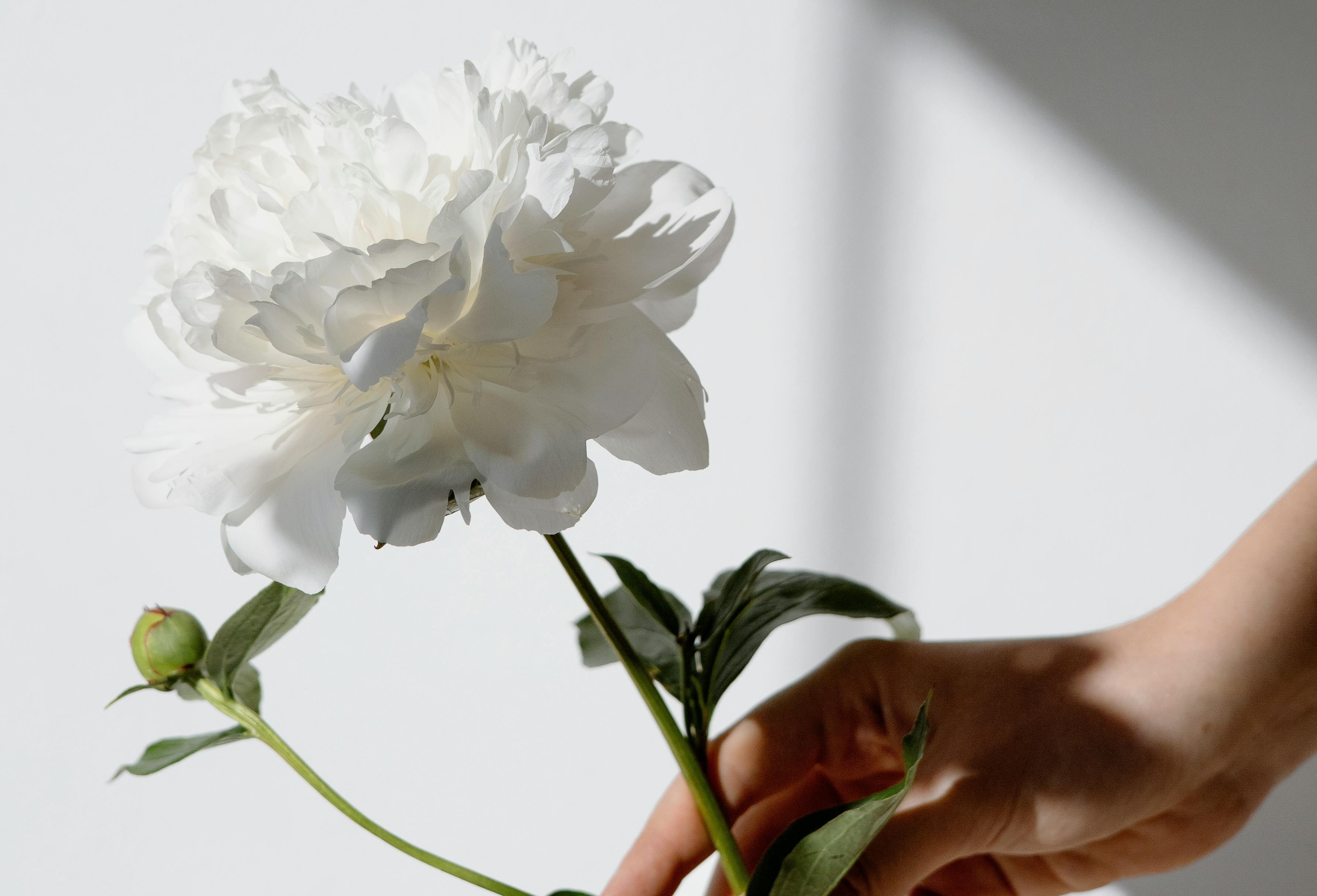 The soft, open interior of a peach bloom — vulnerable and luminous at its core