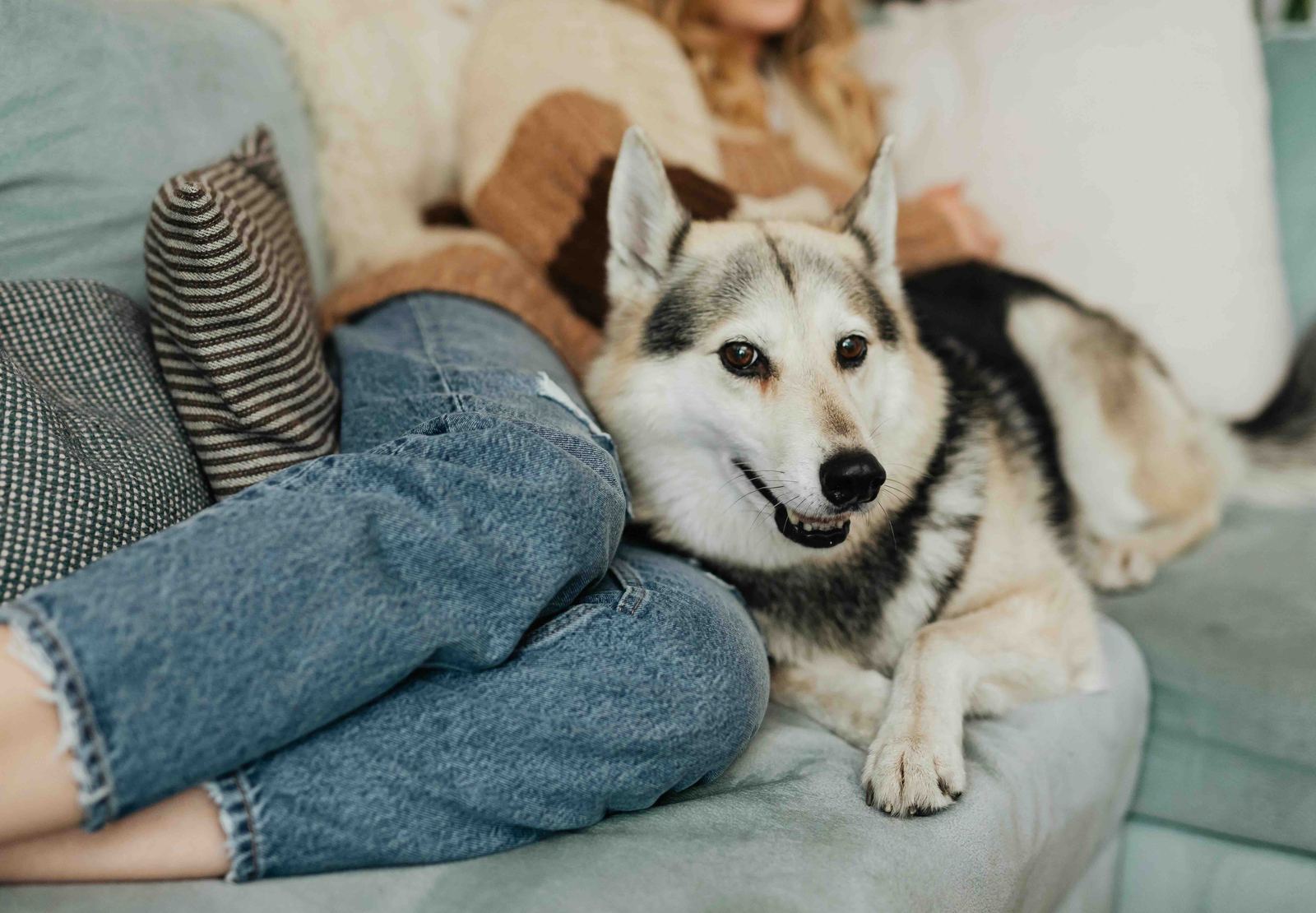 A dog staying close on the couch, offering quiet comfort