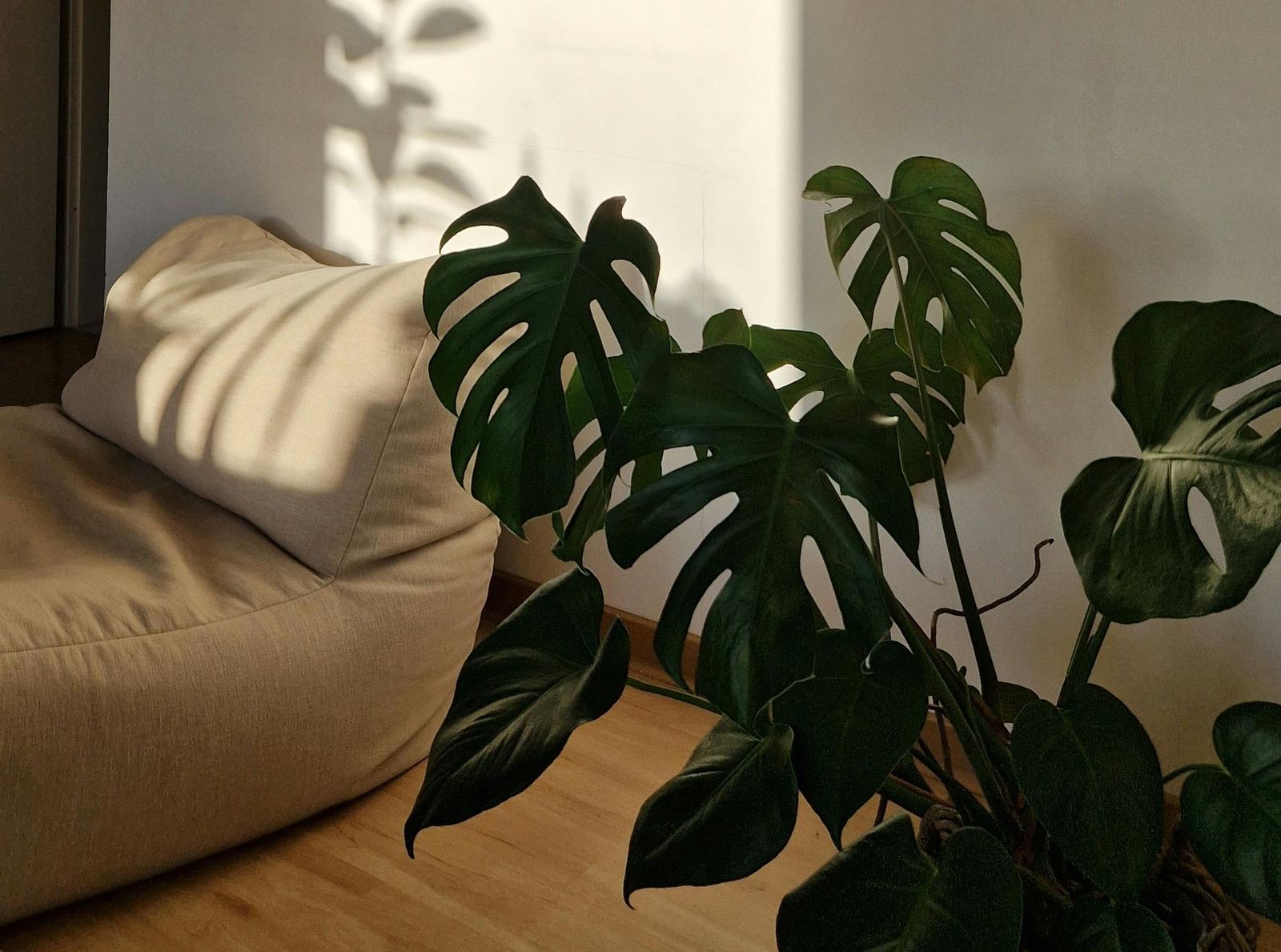 A monstera plant beside a linen sofa with dappled light falling across the wall — stillness in a small space