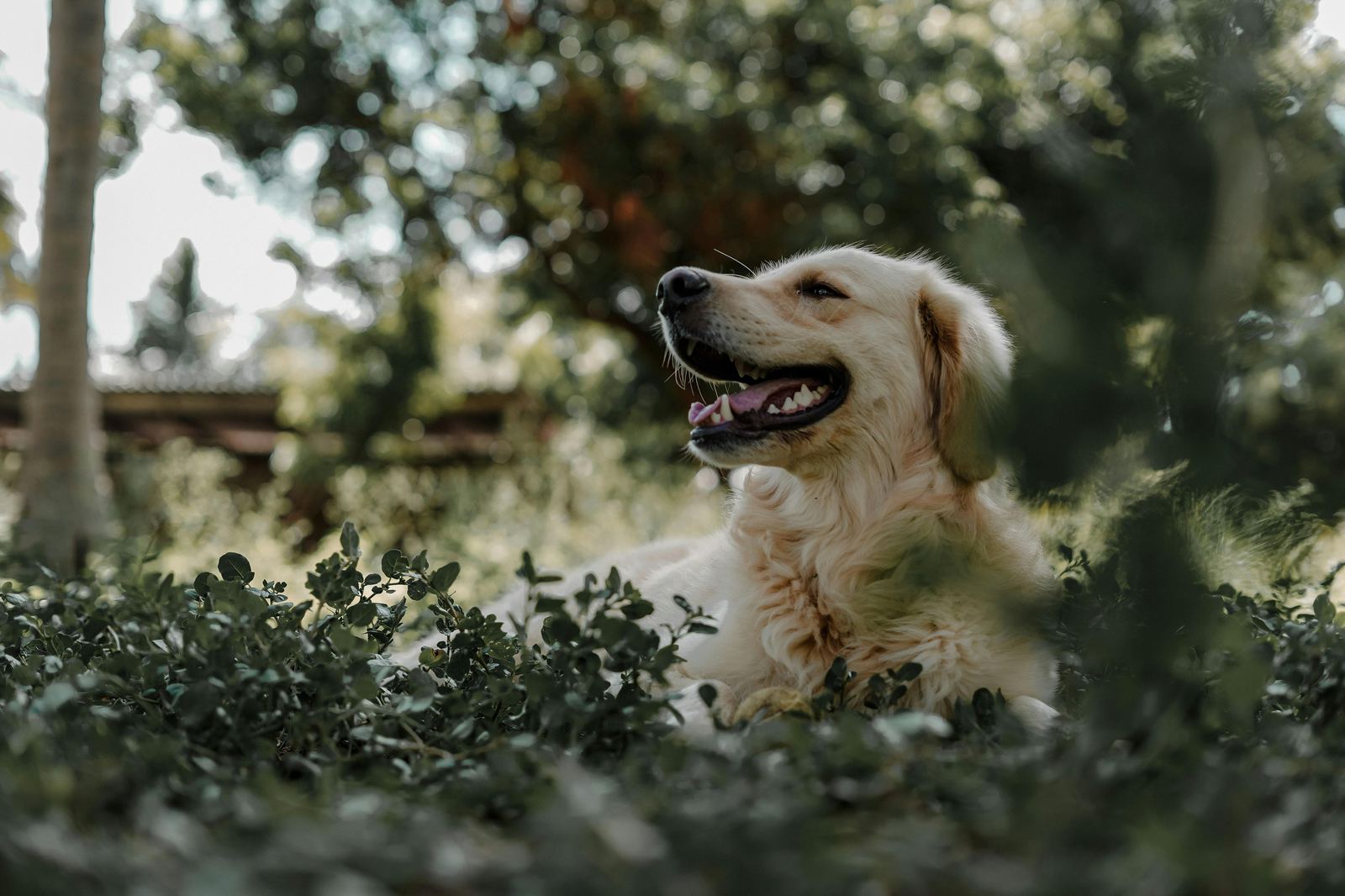 Dog love