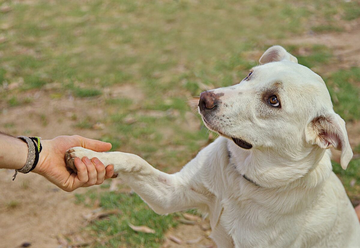signs your dog loves you — dog resting close beside their person, a sign of deep bonding