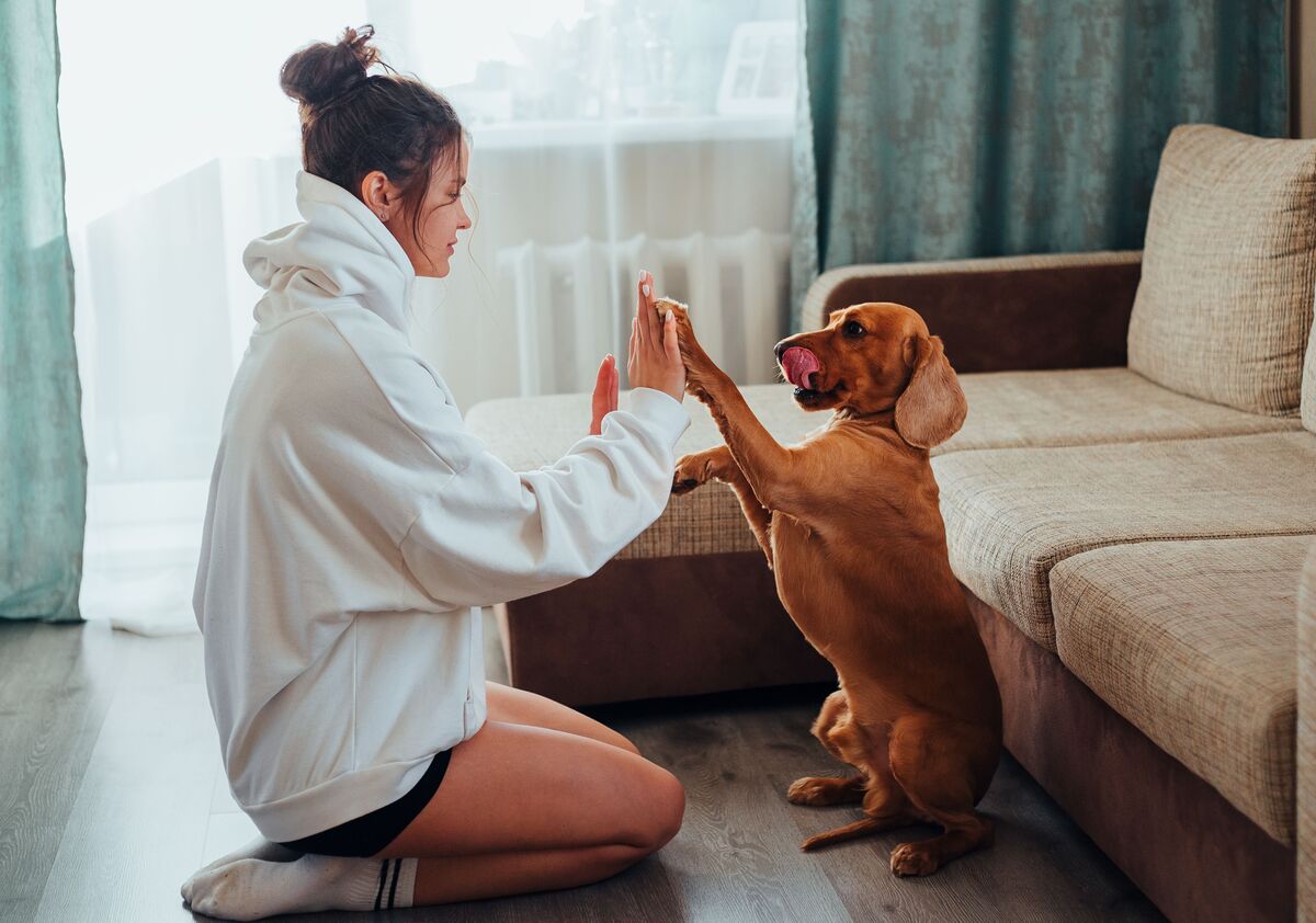 human-dog bond — why dogs follow you everywhere and choose one person as their whole world