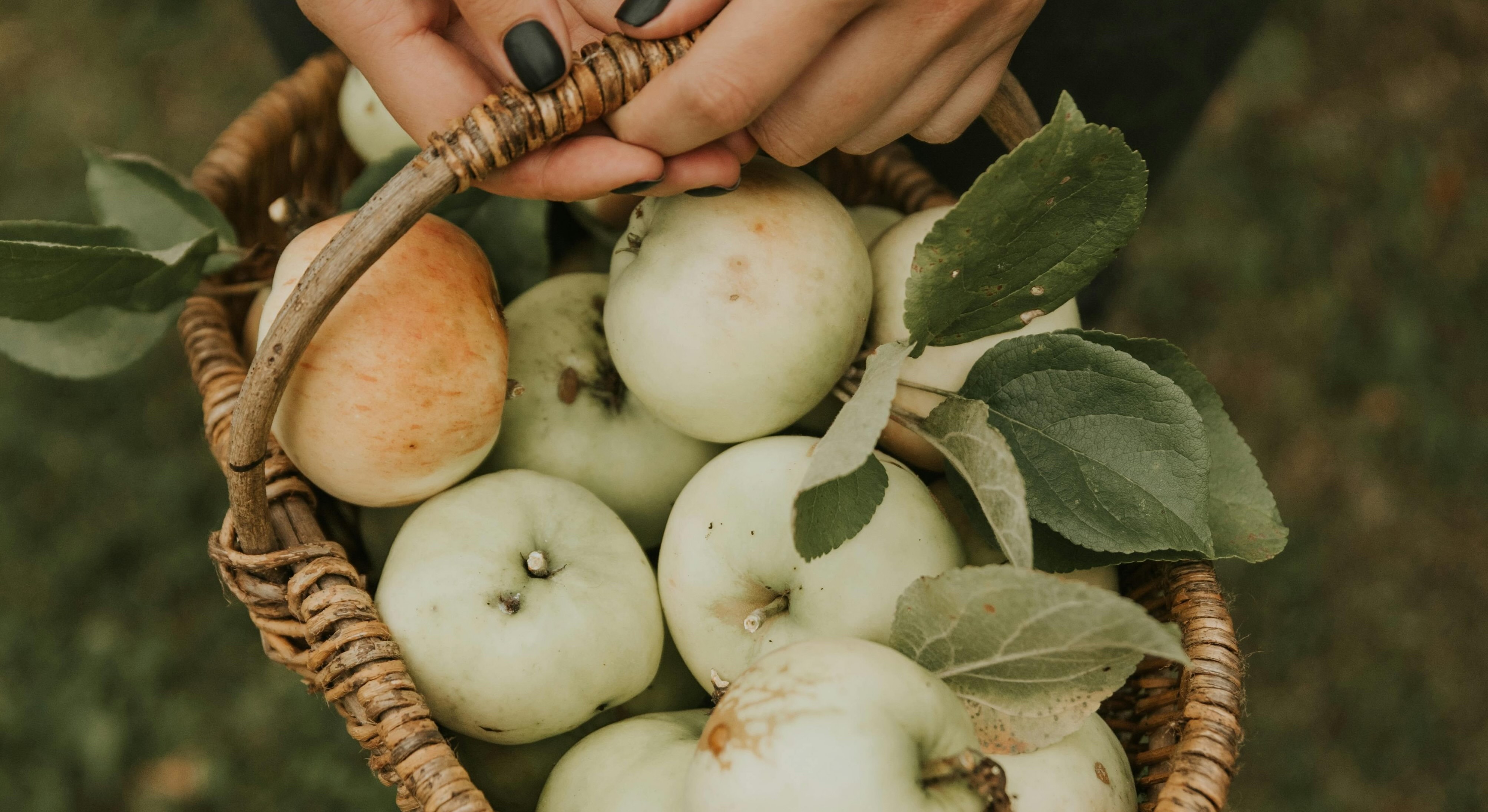 Hands holding a wicker basket of fresh green apples, earthy and unhurried