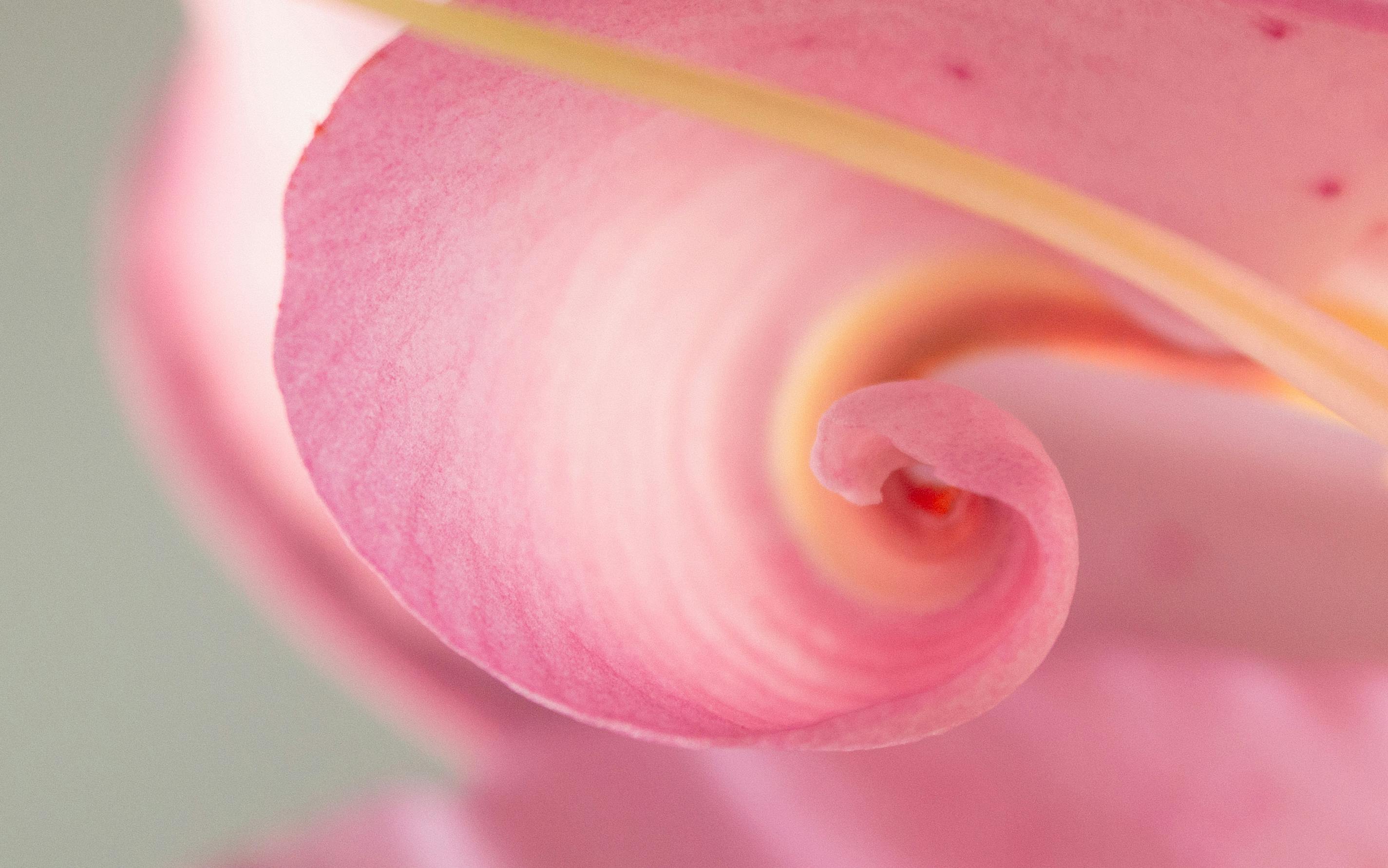 A pink rose petal curled into a soft spiral, intimate and quietly beautiful