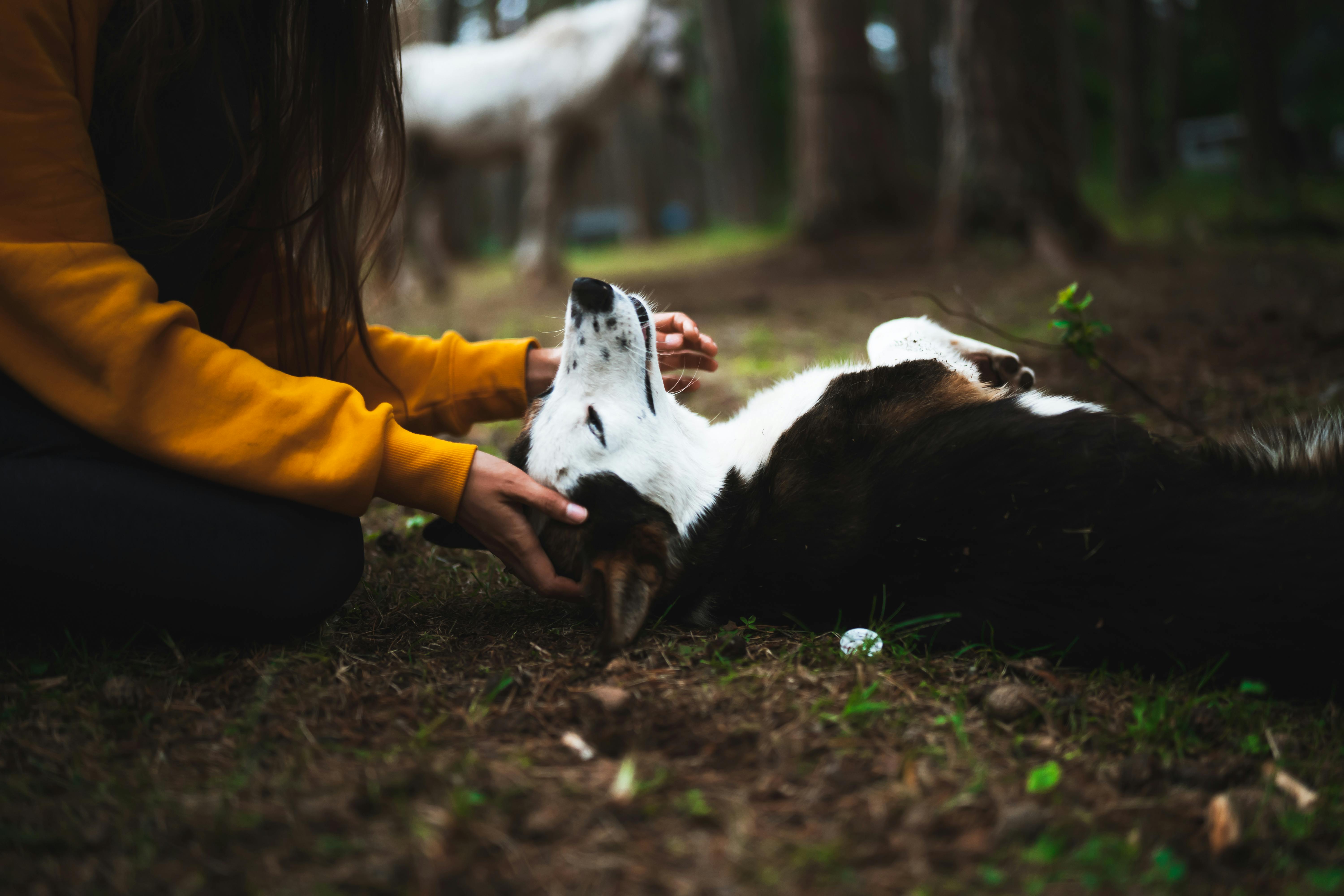 Dogs and mental health
