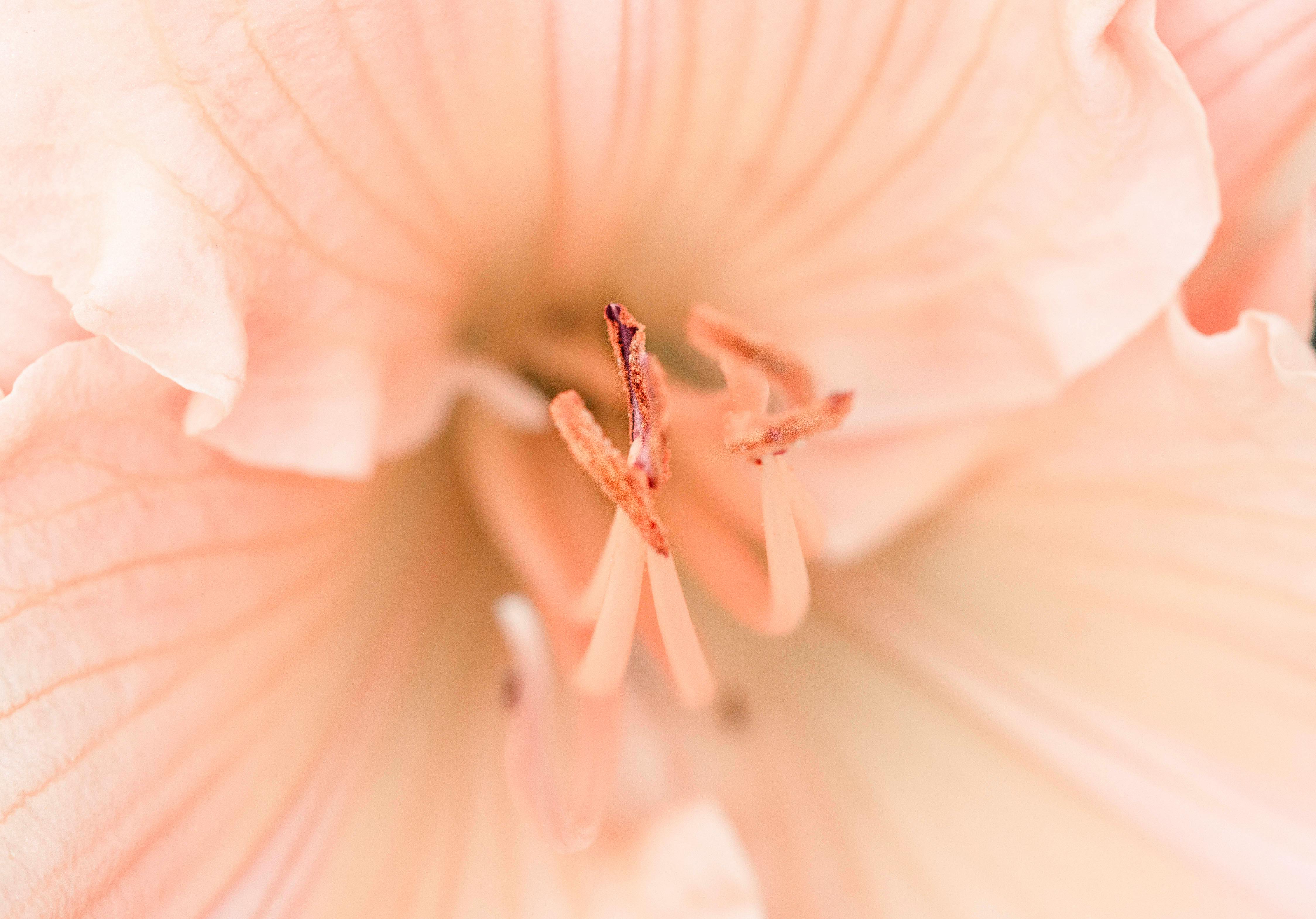 The soft, open interior of a peach bloom — vulnerable and luminous at its core