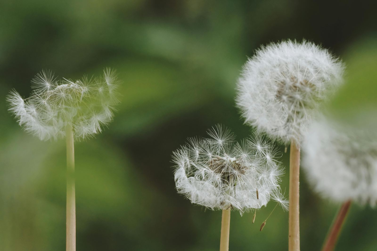 Three dandelions standing in a soft green field