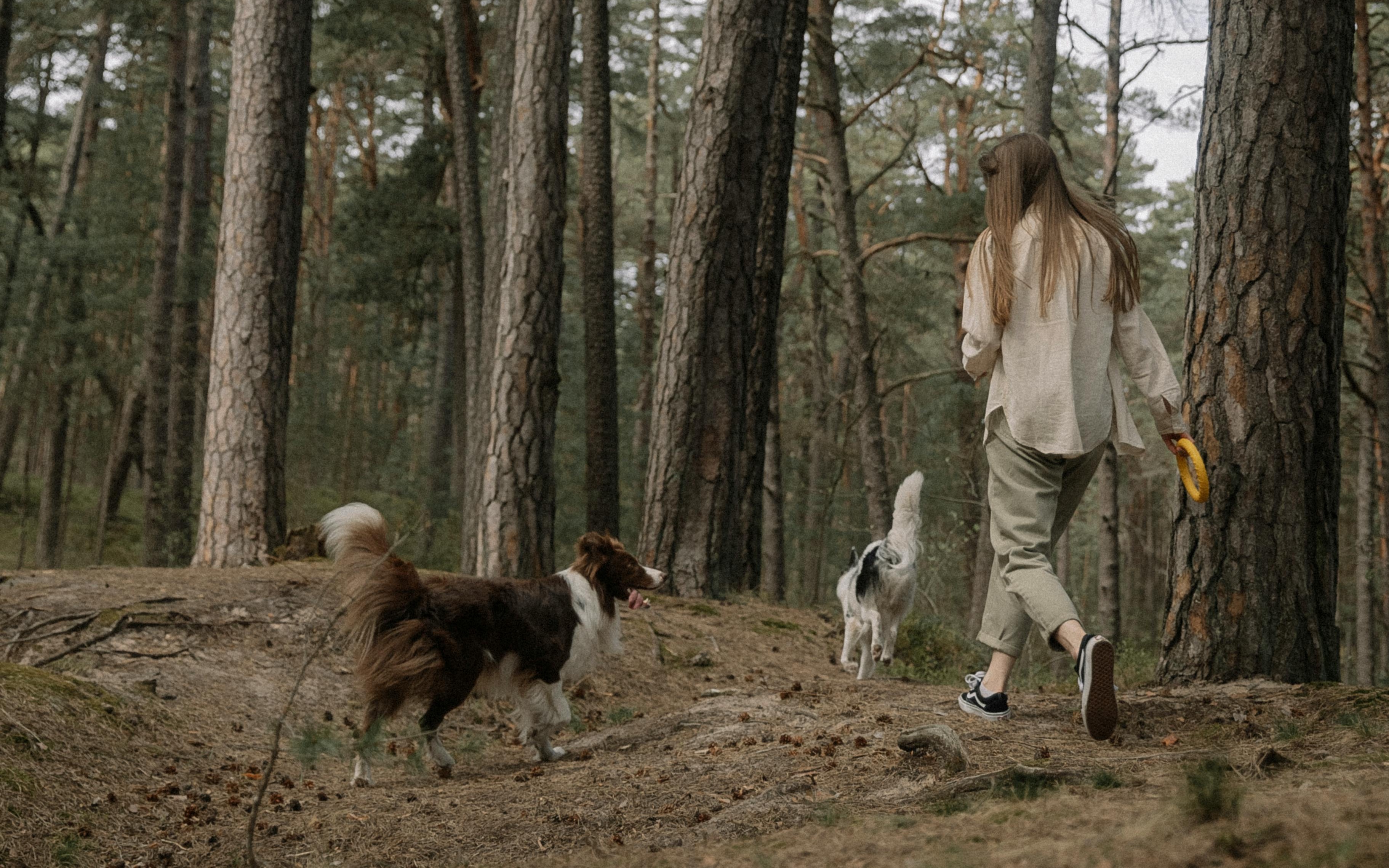 A woman walking through a pine forest with two dogs, unhurried and present