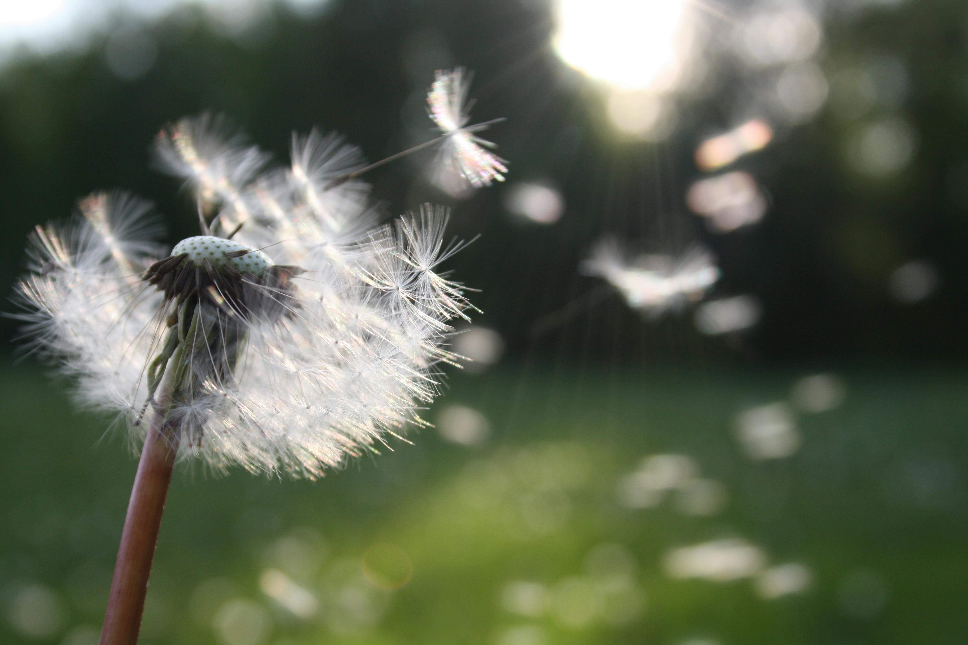 Dandelion seeds drifting in the wind at golden hour