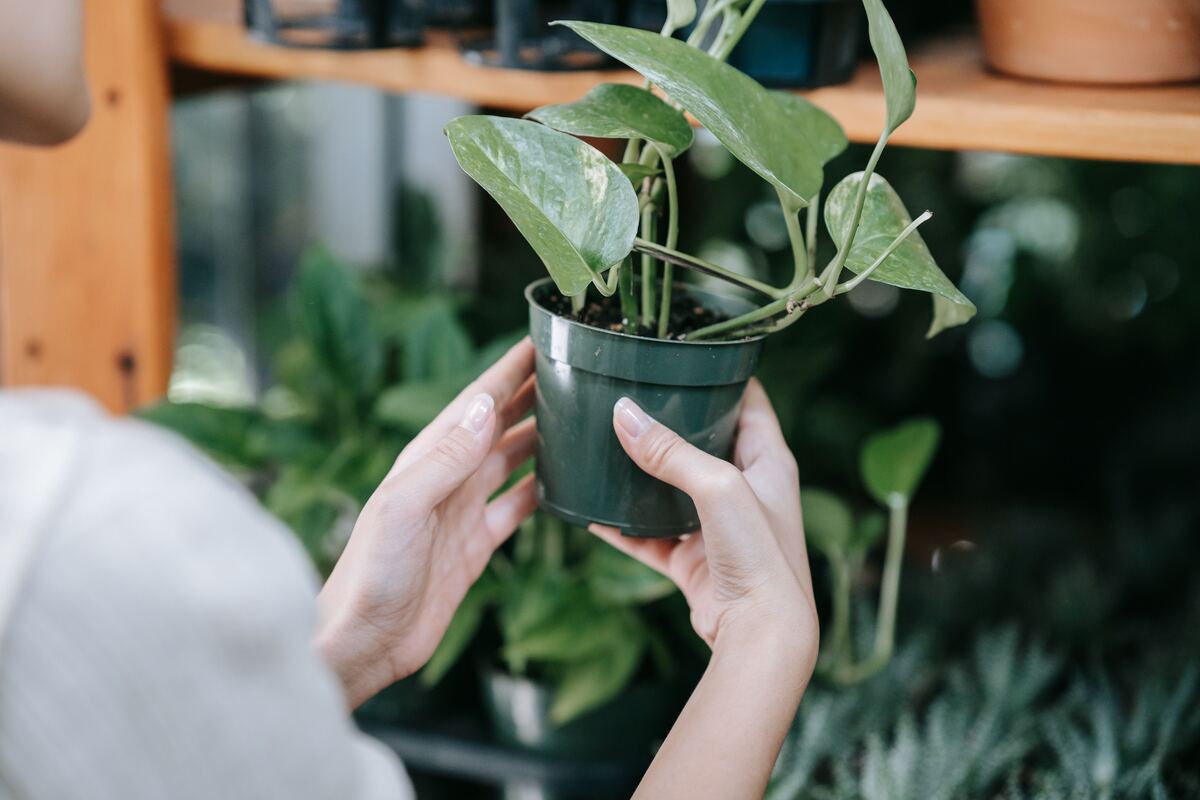A living plant in a calm home setting