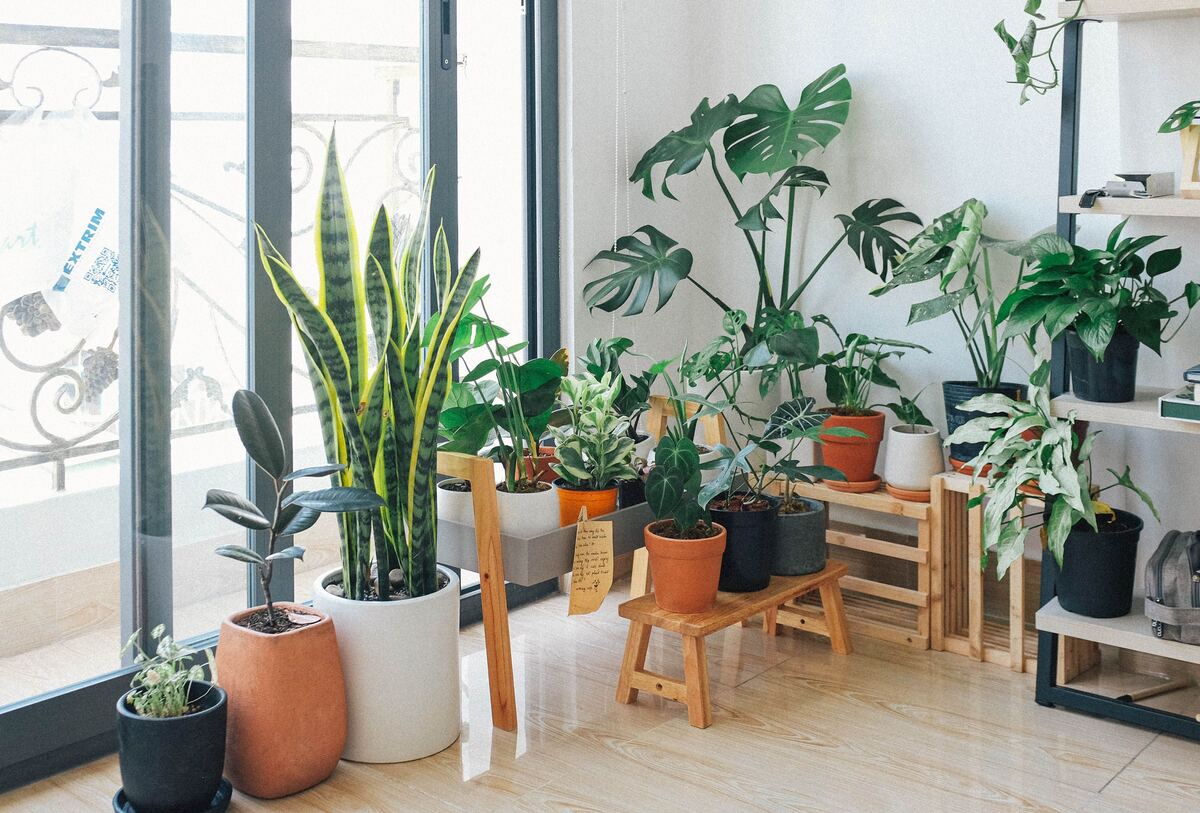 A single plant on a shelf, quietly growing