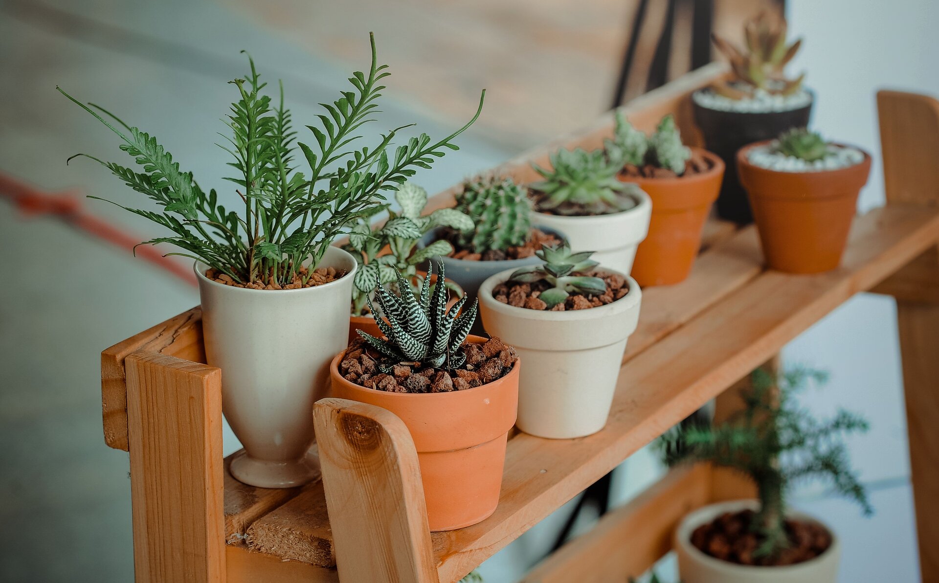 What If the Plants in Your Home Are Quietly Regulating Your Nervous System?